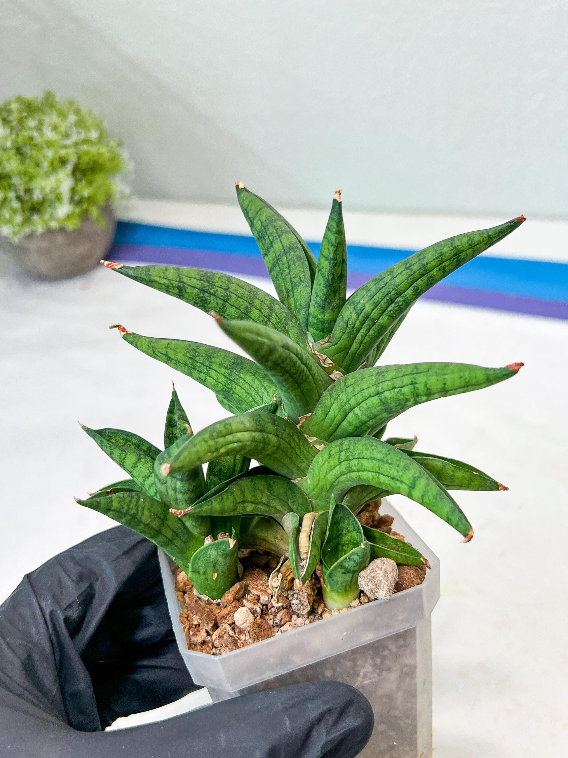 Sansevieria Ch Enanansi (#AC52) | Rare Imported Snake Plants