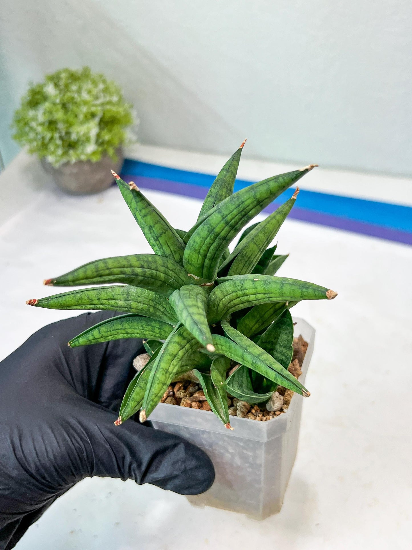 Sansevieria Ch Enanansi (#AC52) | Rare Imported Snake Plants