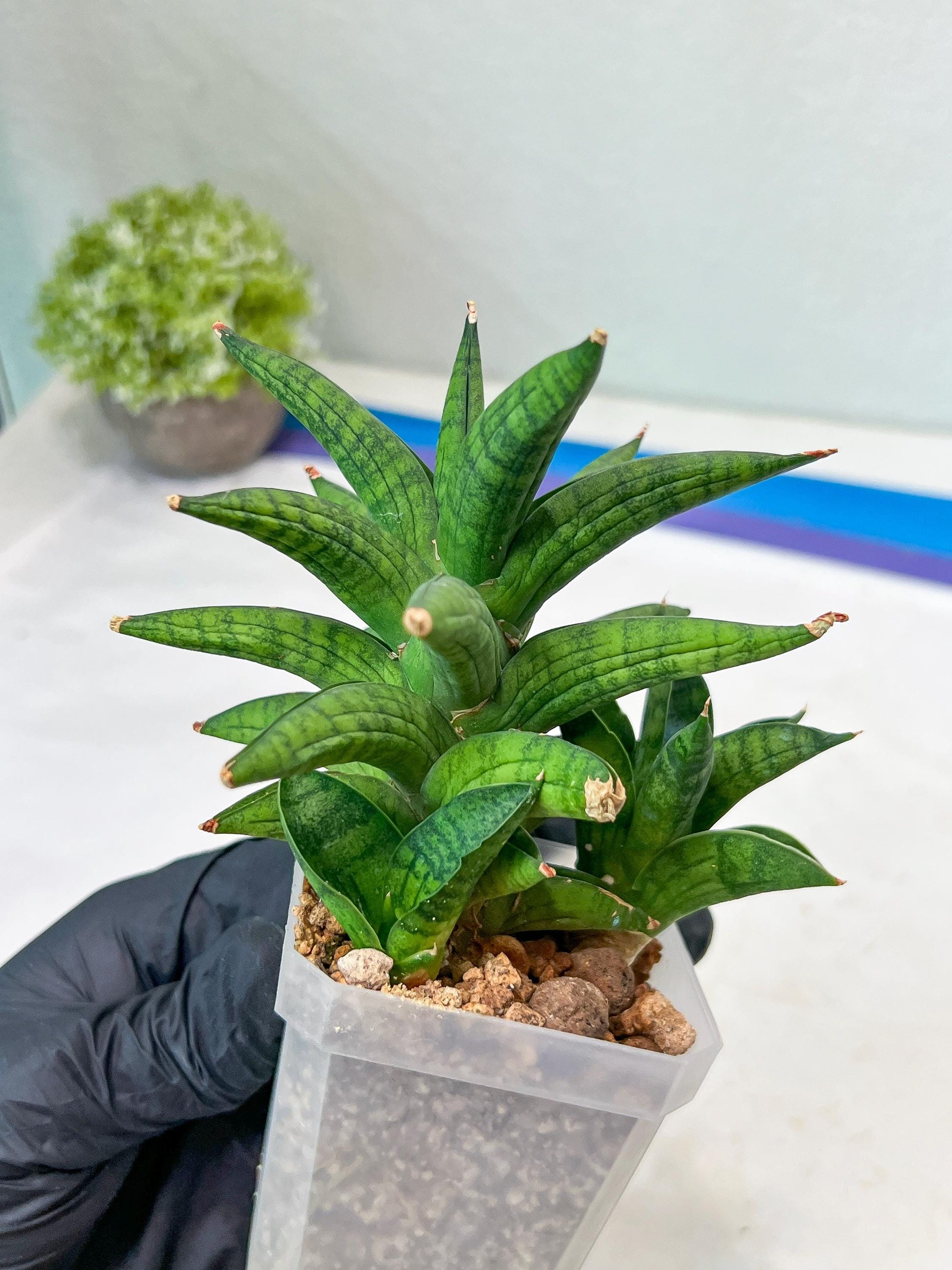 Sansevieria Ch Enanansi (#AC52) | Rare Imported Snake Plants