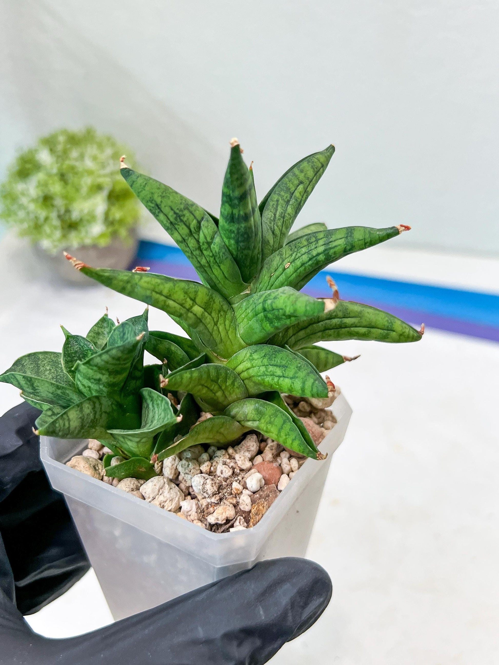 Sansevieria Ch Enanansi (#AC52) | Rare Imported Snake Plants