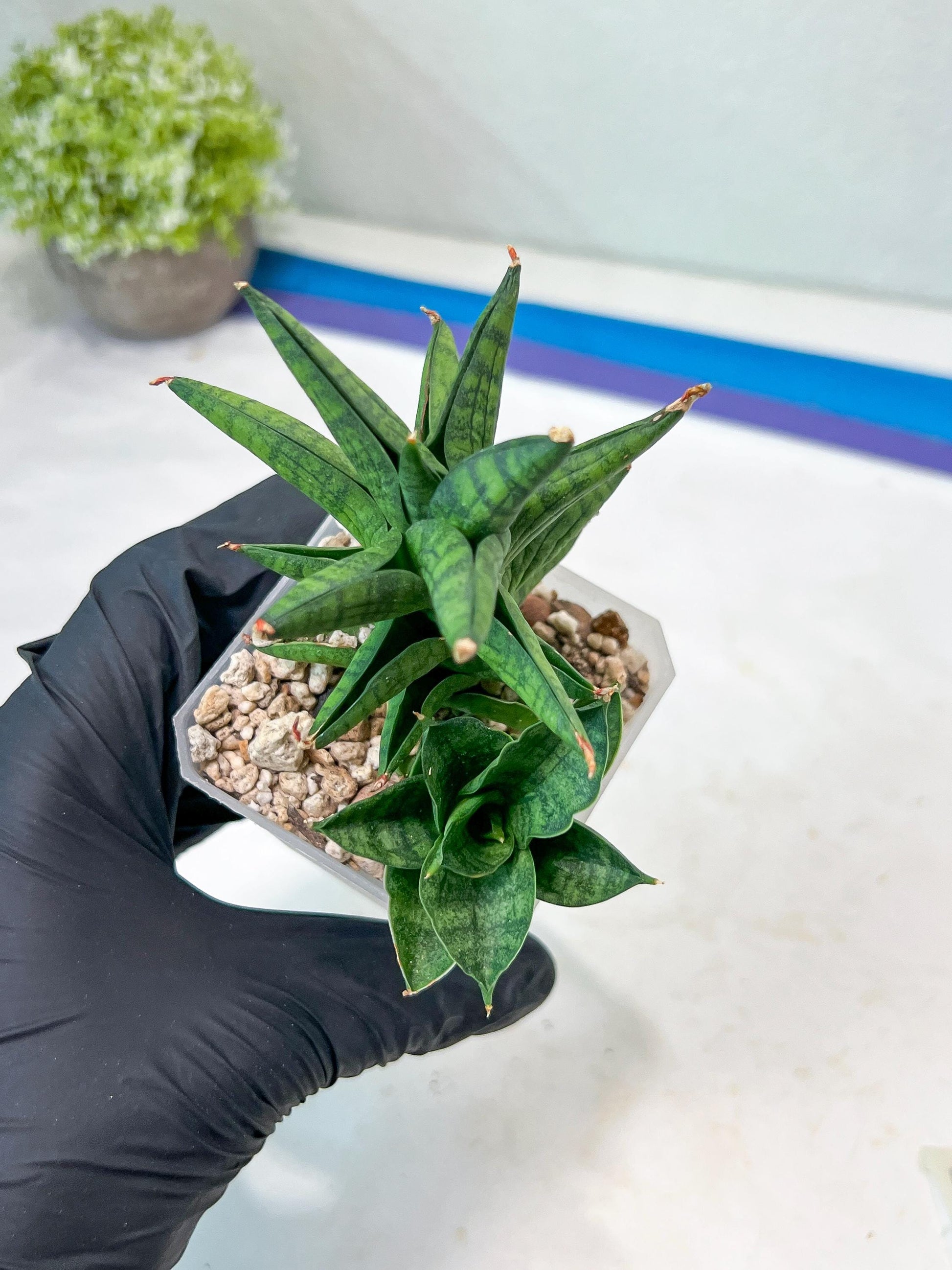 Sansevieria Ch Enanansi (#AC52) | Rare Imported Snake Plants
