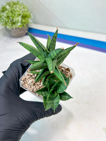 Sansevieria Ch Enanansi (#AC52) | Rare Imported Snake Plants