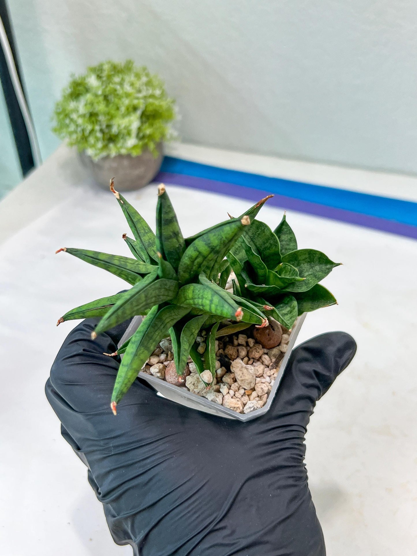 Sansevieria Ch Enanansi (#AC52) | Rare Imported Snake Plants