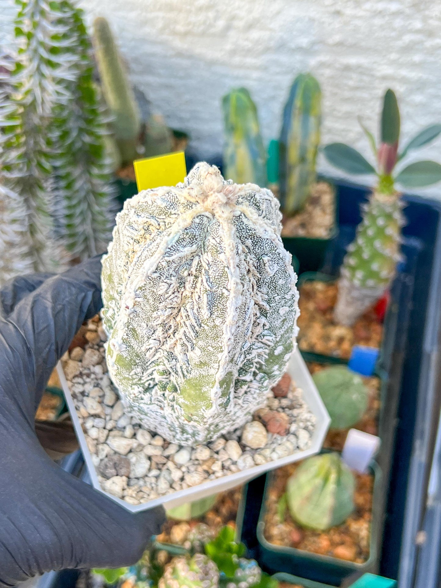 Rare AStrophytum (Yellow)