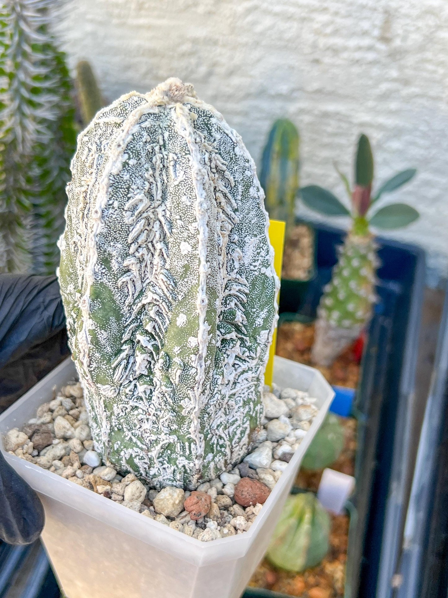 Rare AStrophytum (Yellow)