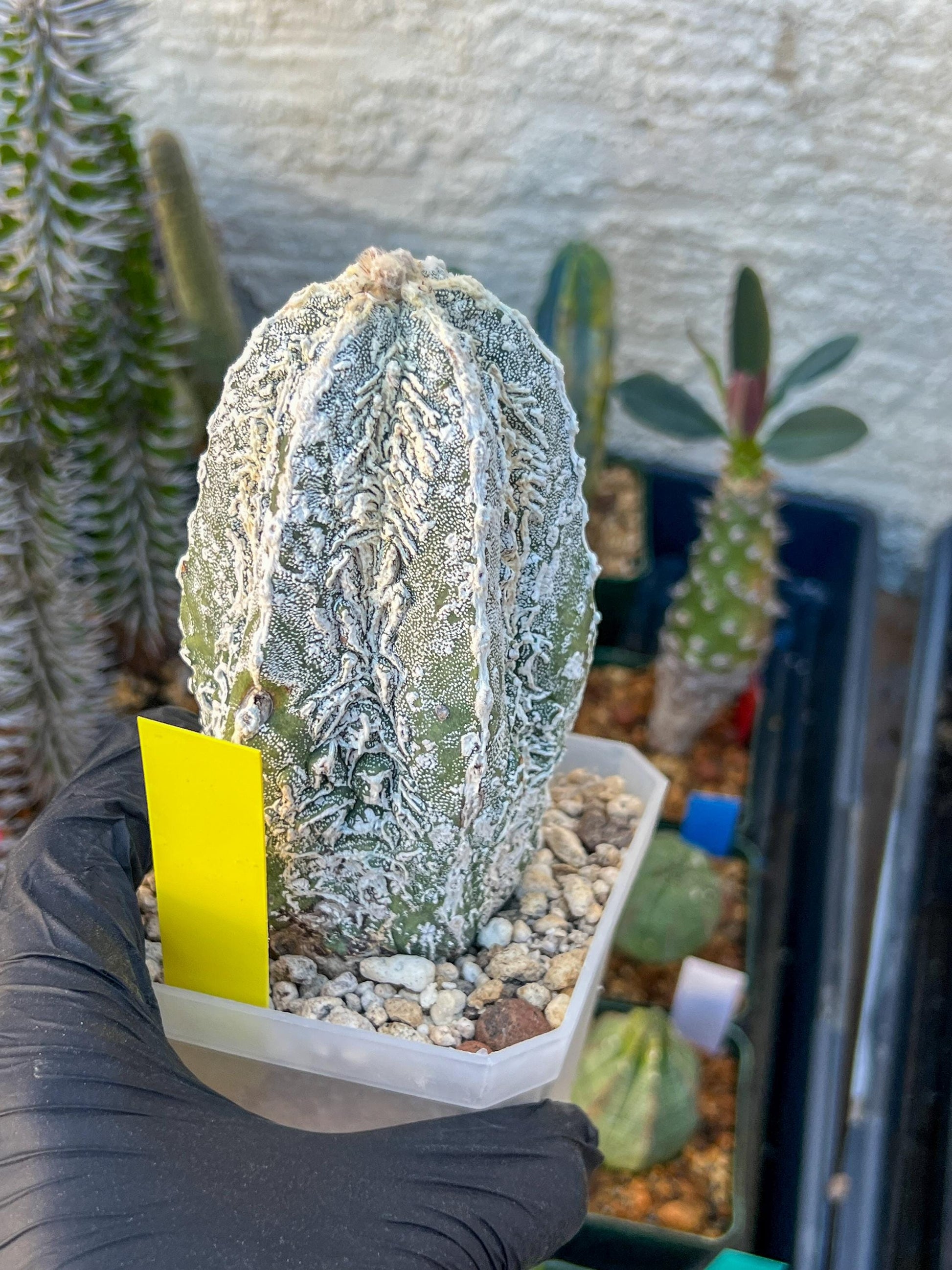 Rare AStrophytum (Yellow)