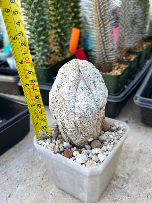 Imported Astrophytum (Blue)