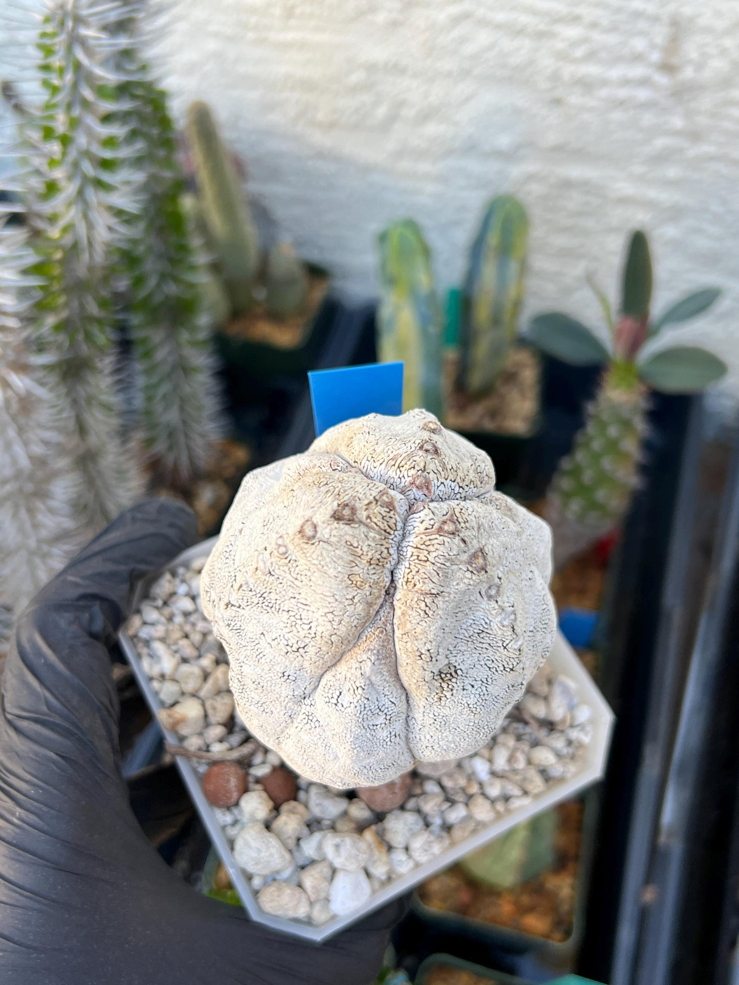 Imported Astrophytum (Blue)