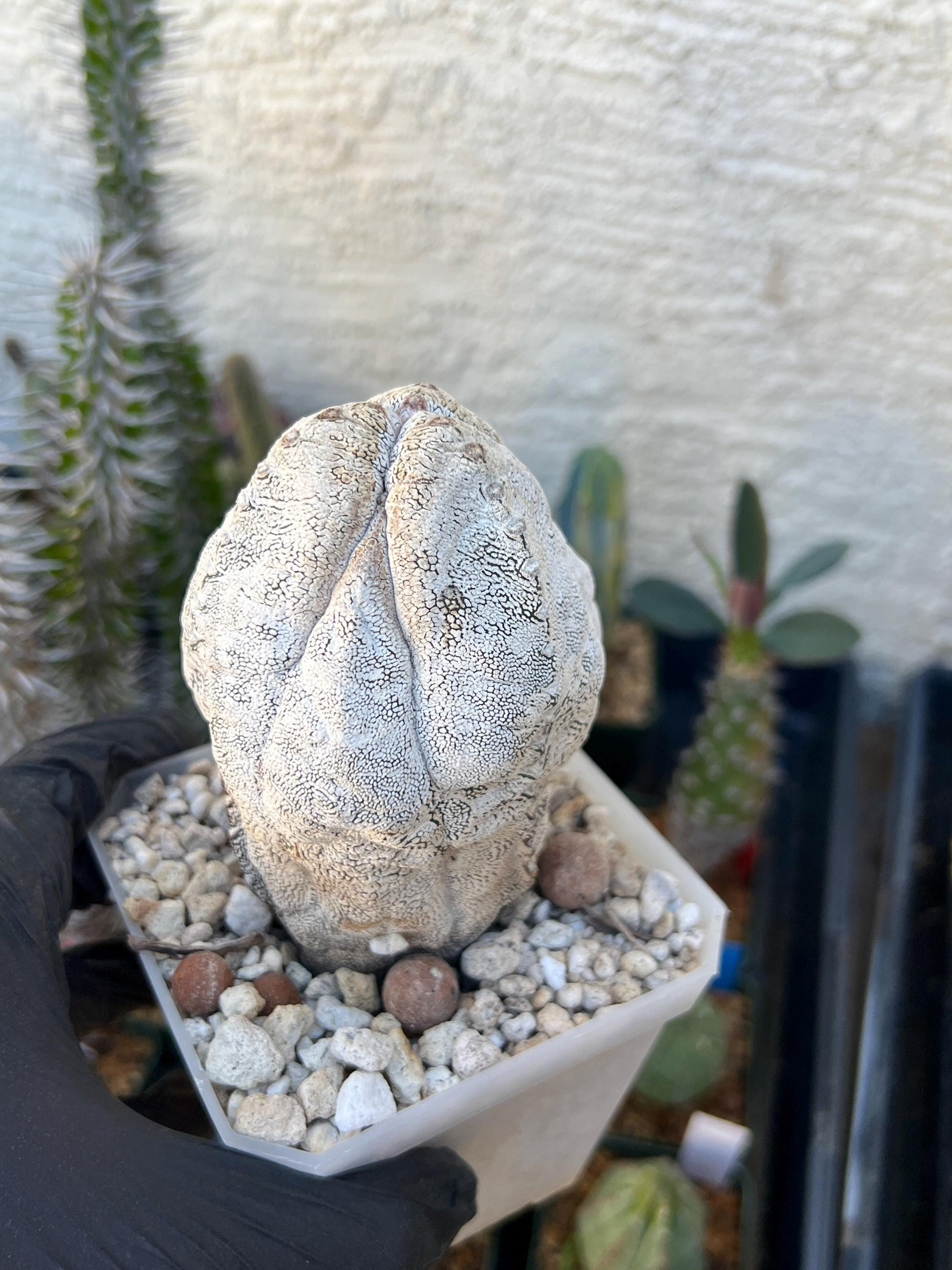 Imported Astrophytum (Blue)
