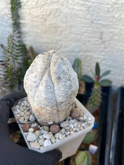 Imported Astrophytum (Blue)