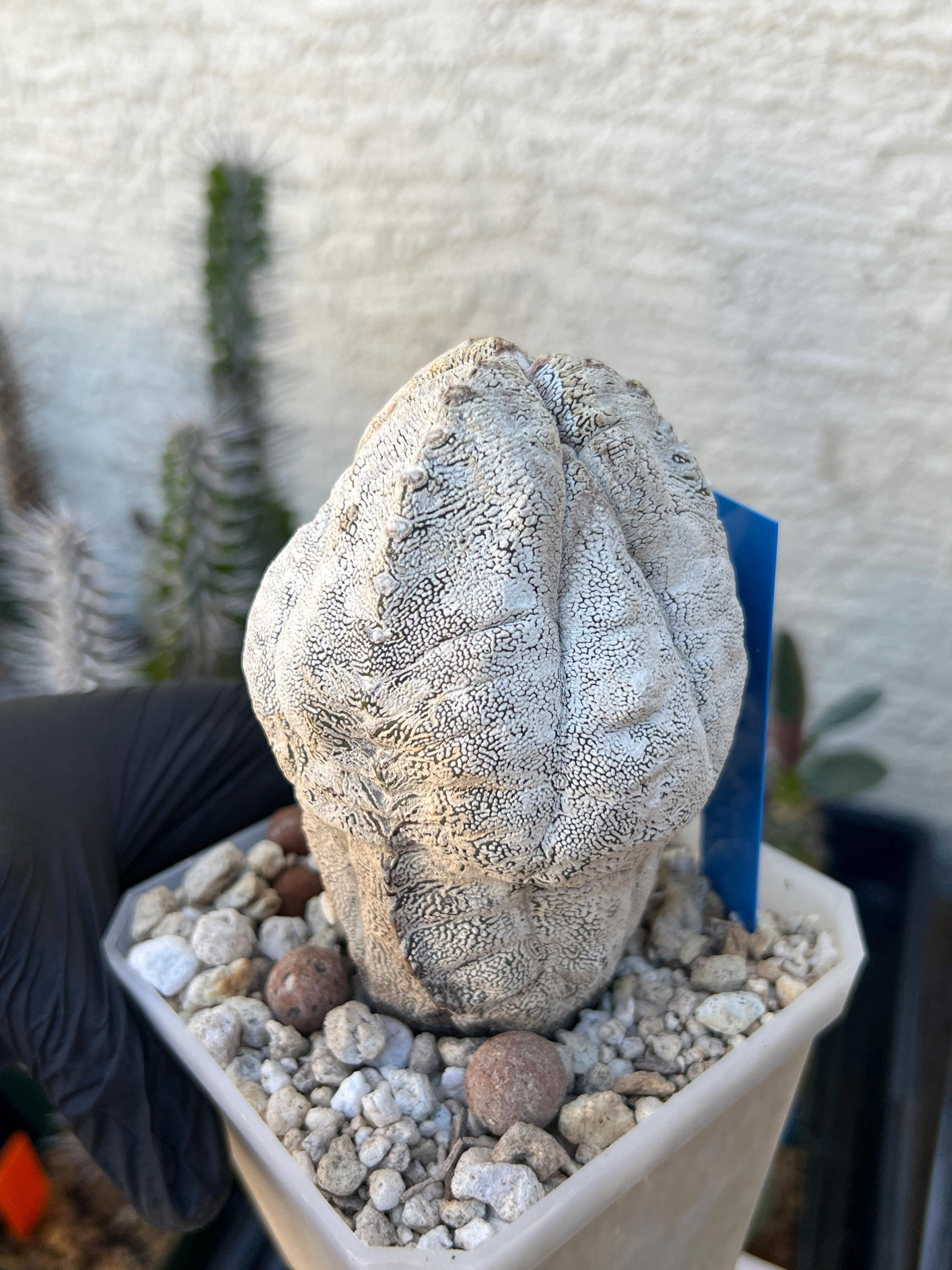 Imported Astrophytum (Blue)