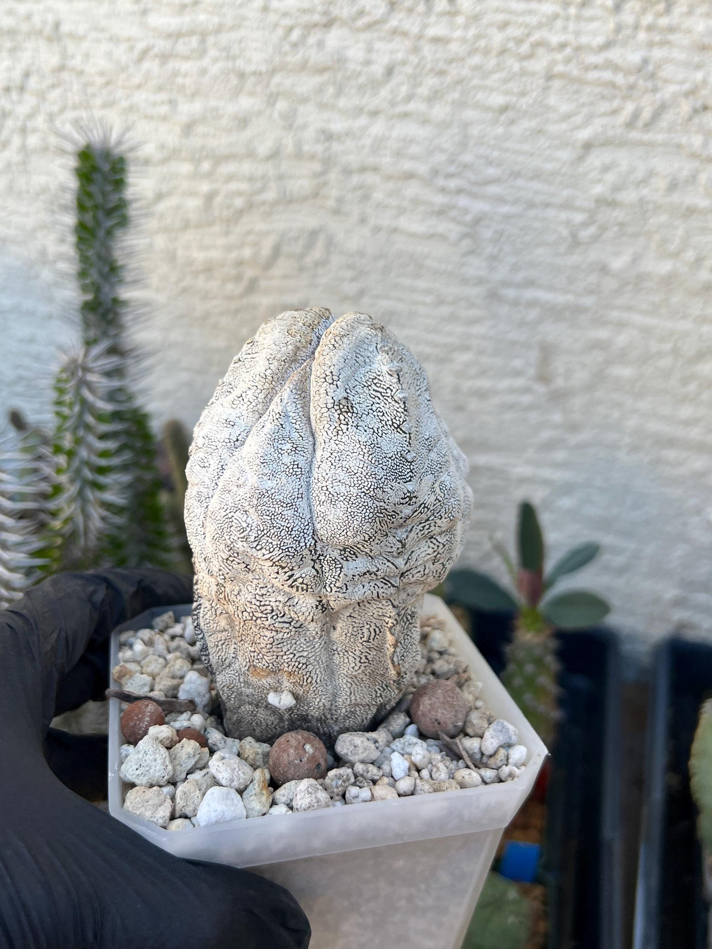 Imported Astrophytum (Blue)