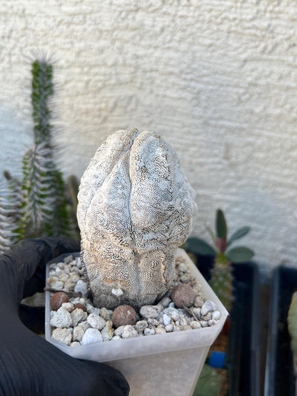 Imported Astrophytum (Blue)
