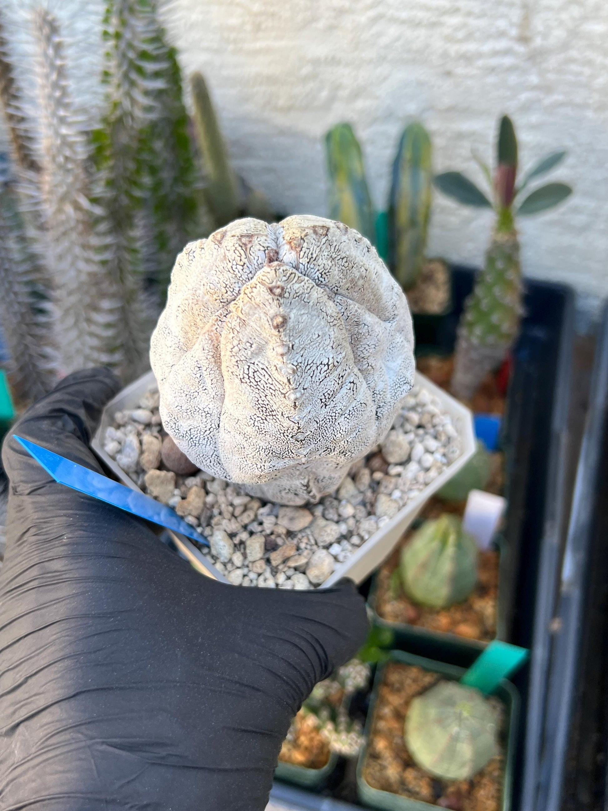 Imported Astrophytum (Blue)