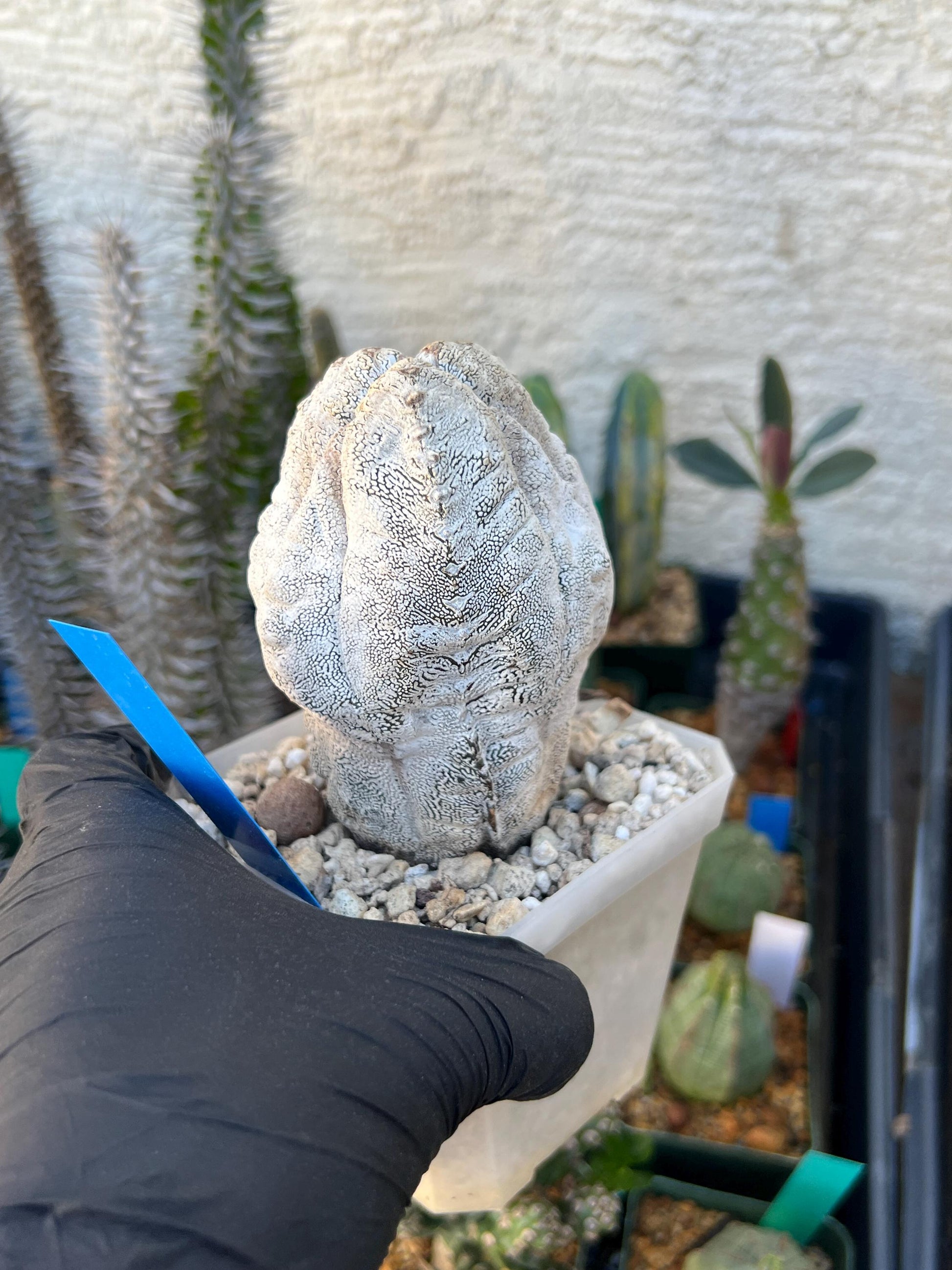 Imported Astrophytum (Blue)