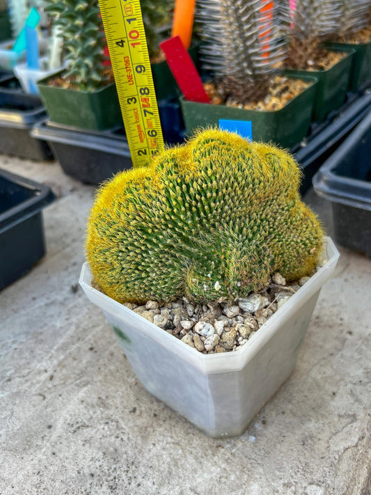 Vatricania guentheri cristata| Imported Cactus | Rare Succulent