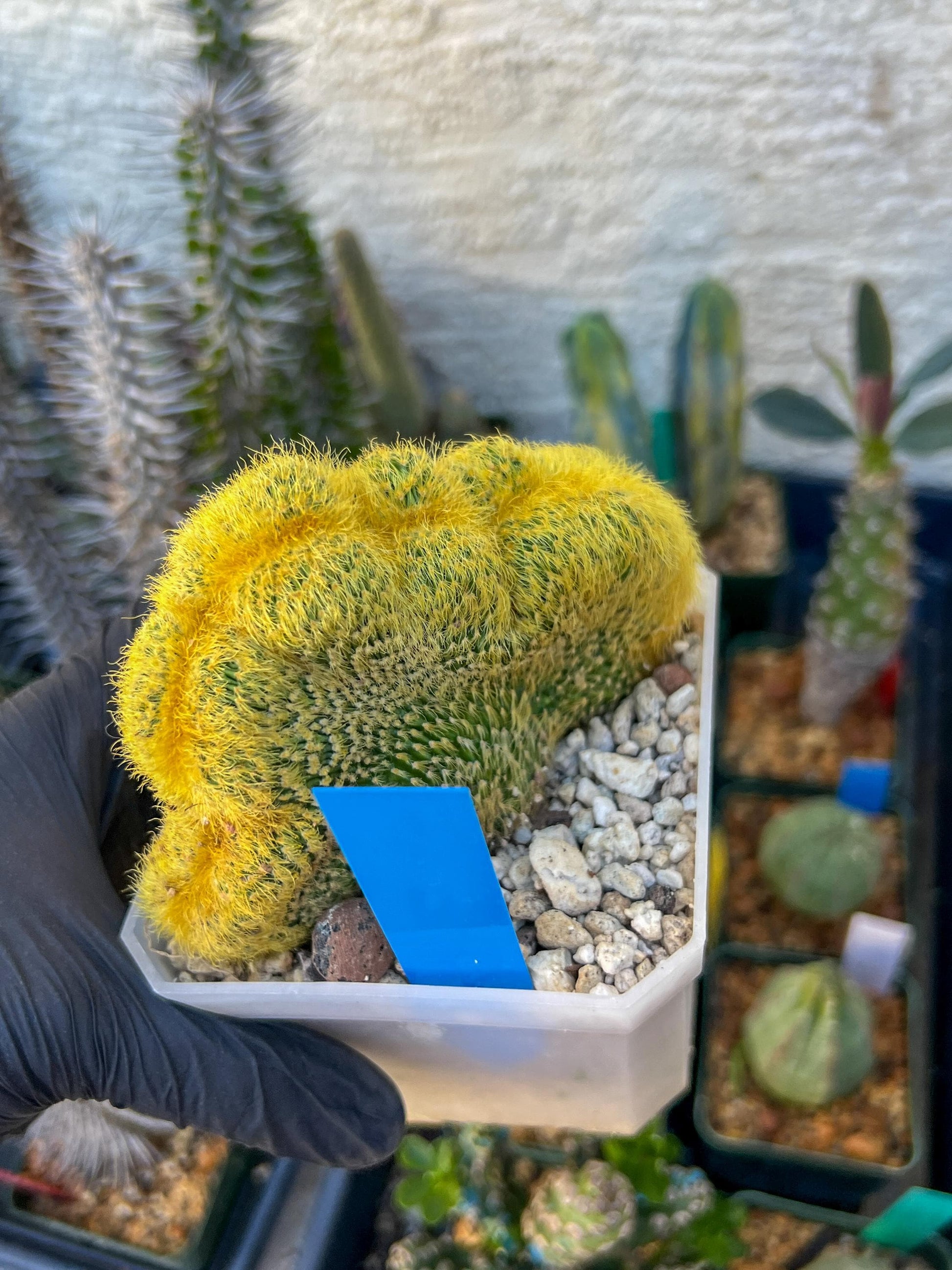 Vatricania guentheri cristata| Imported Cactus | Rare Succulent