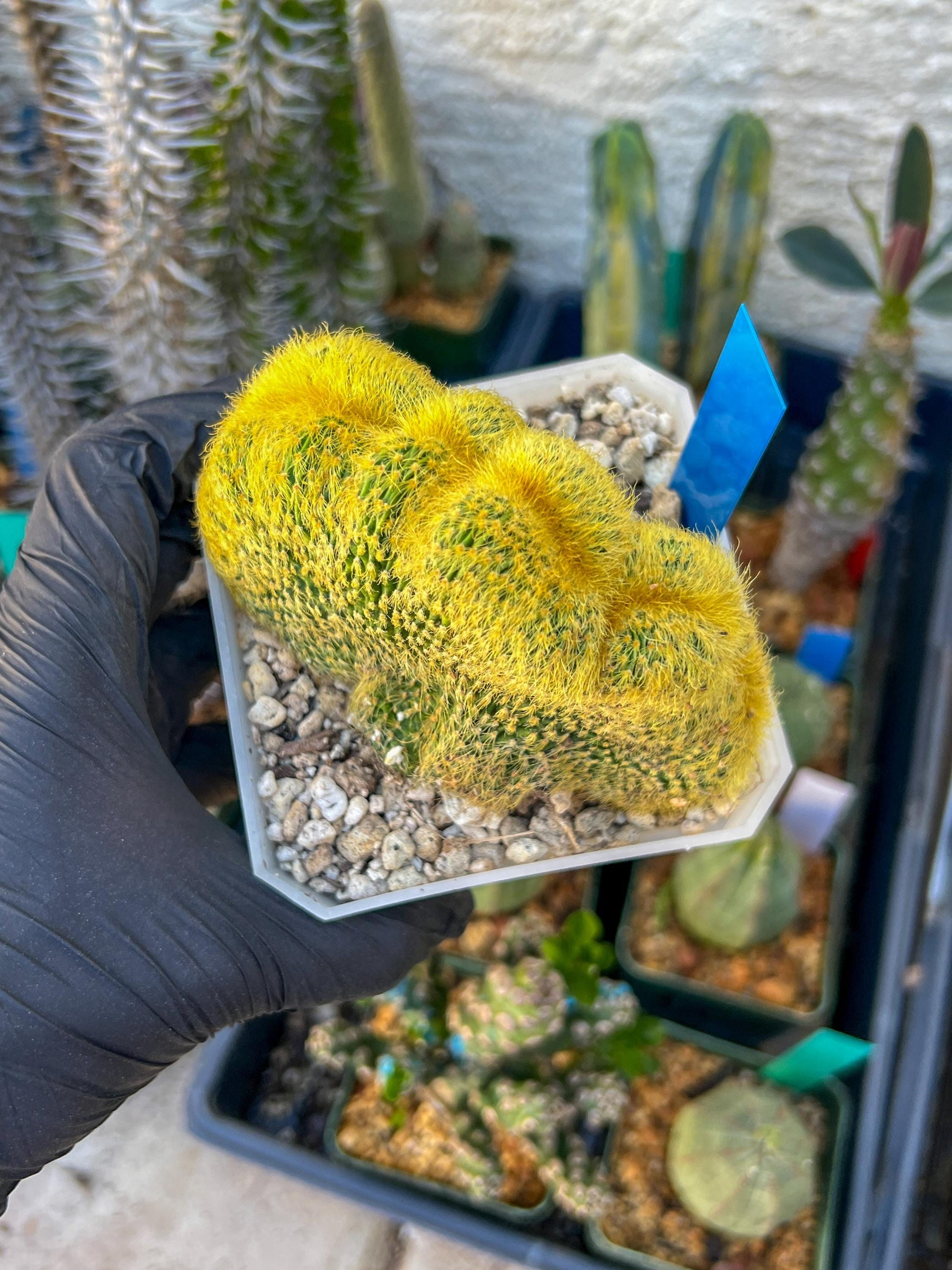 Vatricania guentheri cristata| Imported Cactus | Rare Succulent