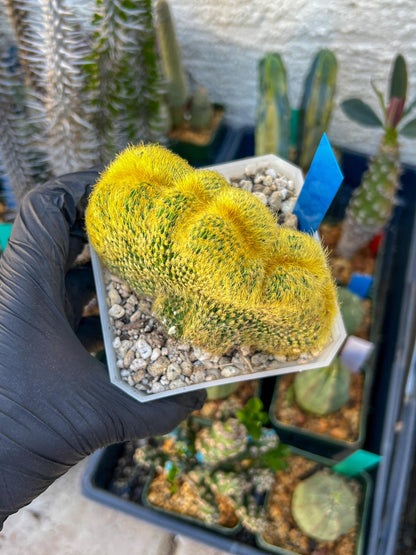 Vatricania guentheri cristata| Imported Cactus | Rare Succulent