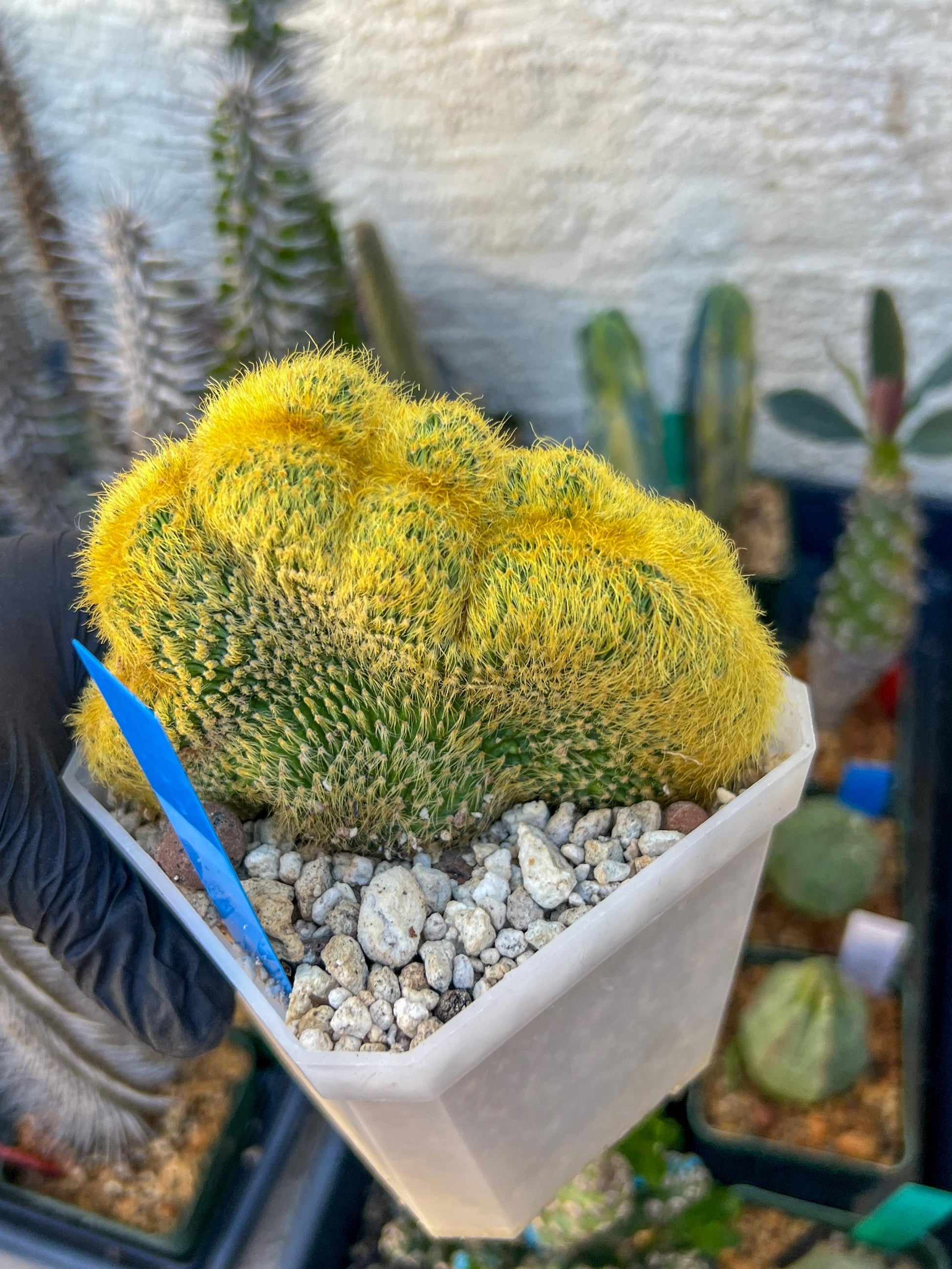 Vatricania guentheri cristata| Imported Cactus | Rare Succulent
