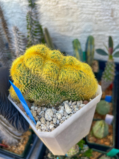 Vatricania guentheri cristata| Imported Cactus | Rare Succulent