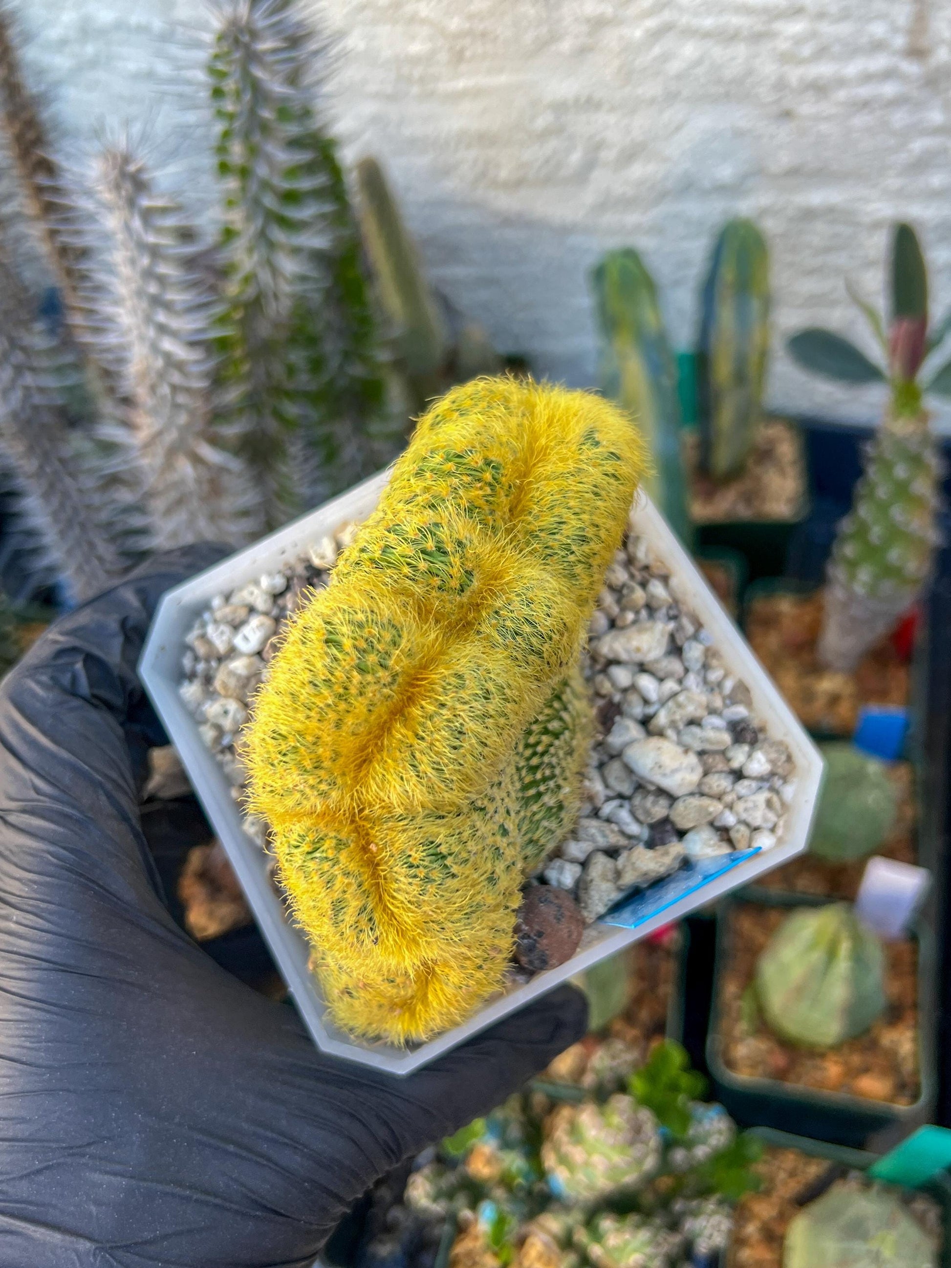 Vatricania guentheri cristata| Imported Cactus | Rare Succulent