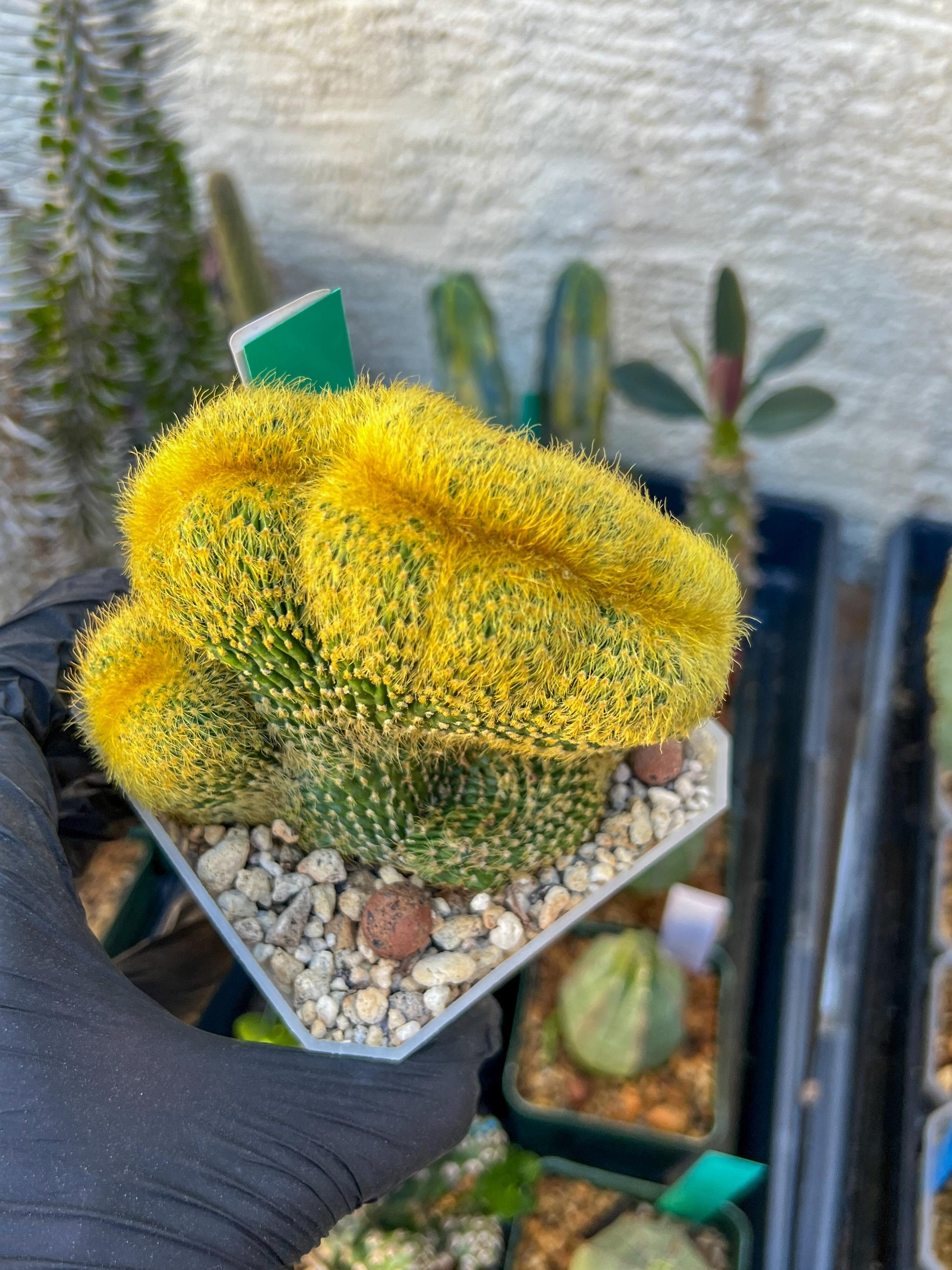Vatricania guentheri cristata (Green) | Imported Cactus