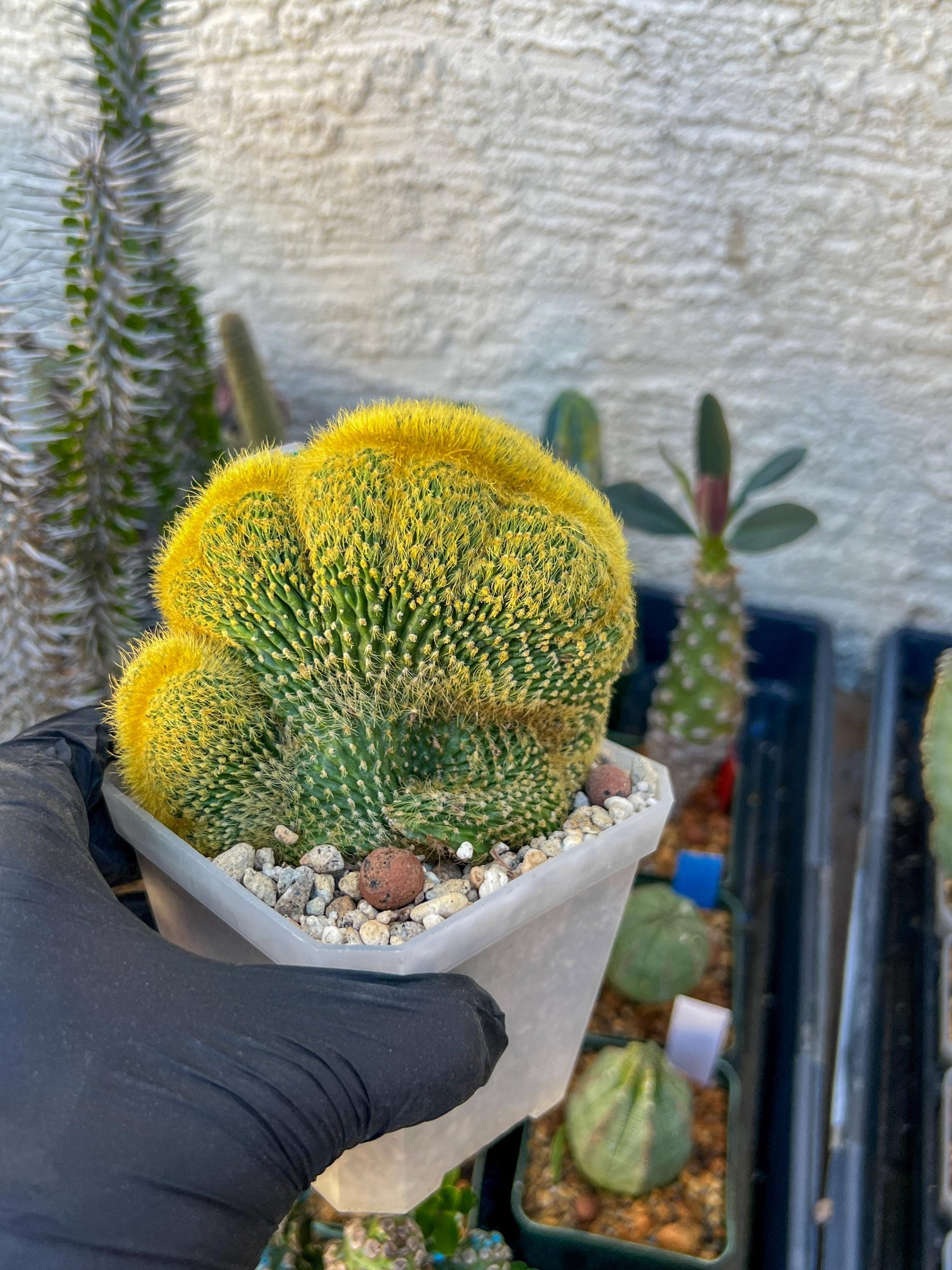 Vatricania guentheri cristata (Green) | Imported Cactus
