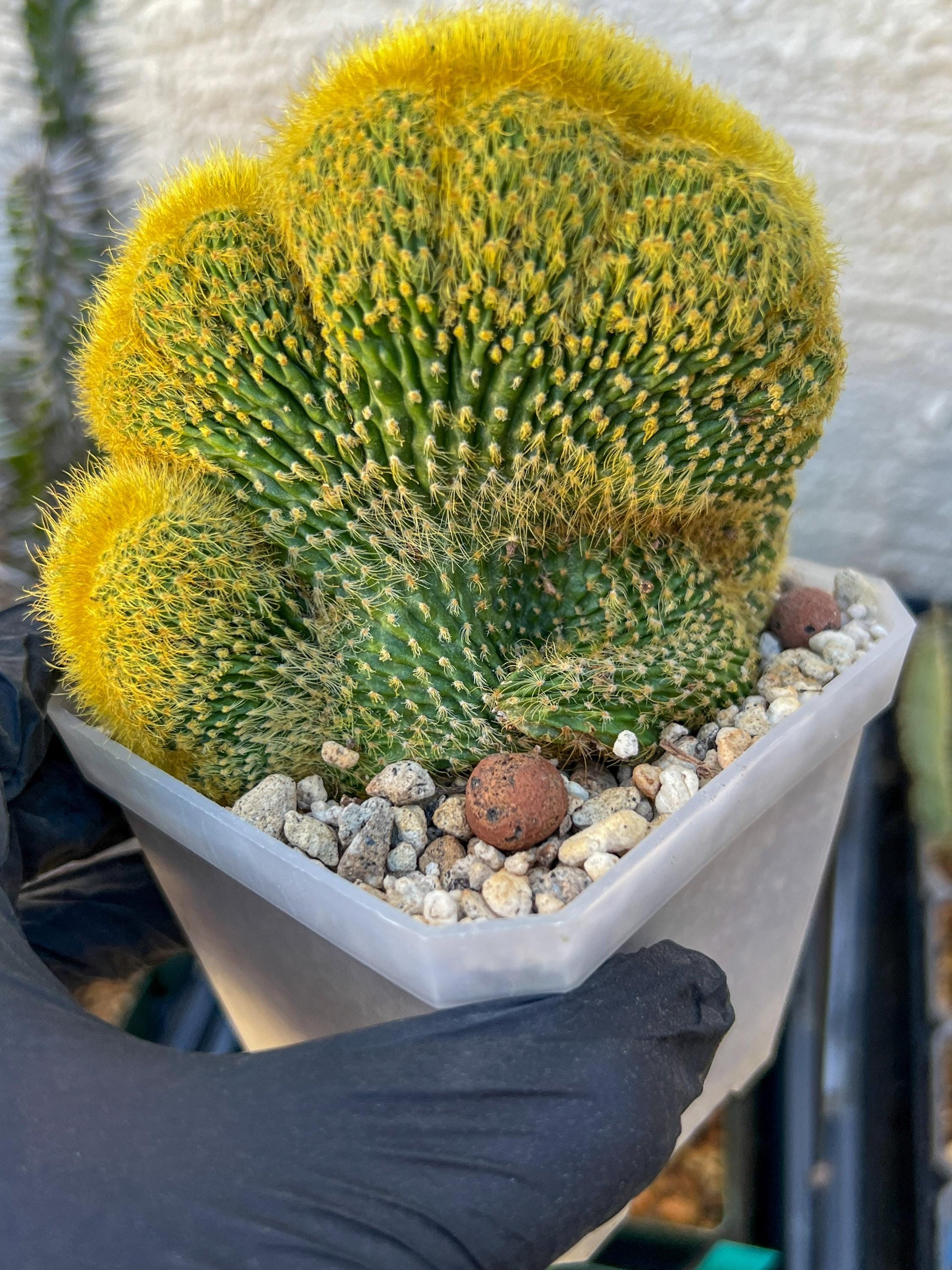 Vatricania guentheri cristata (Green) | Imported Cactus