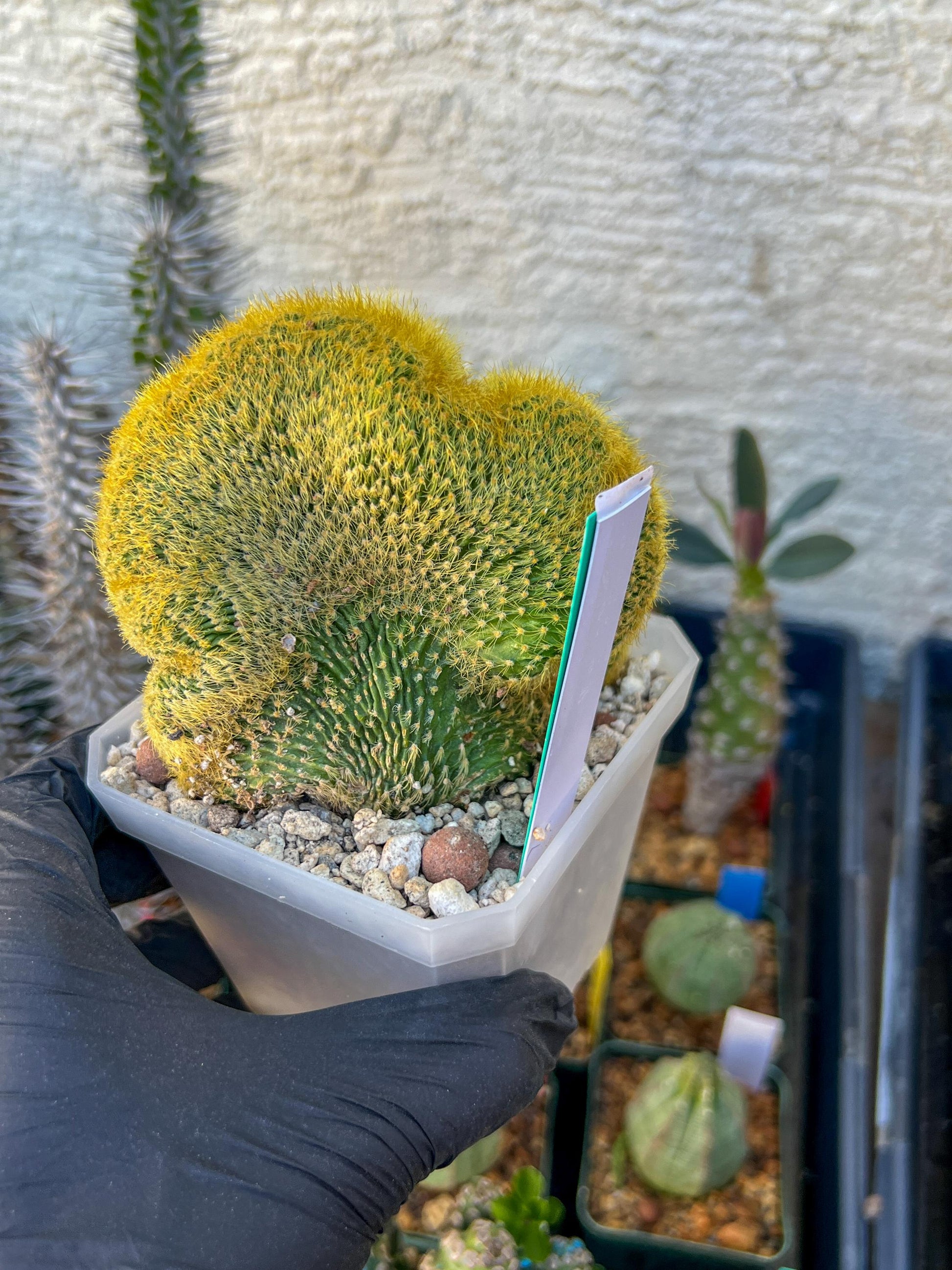 Vatricania guentheri cristata (Green) | Imported Cactus