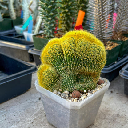 Vatricania guentheri cristata (Green) | Imported Cactus