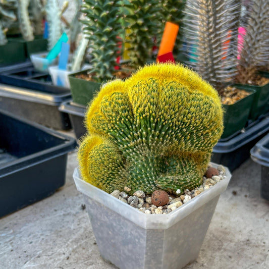 Vatricania guentheri cristata (Green) | Imported Cactus