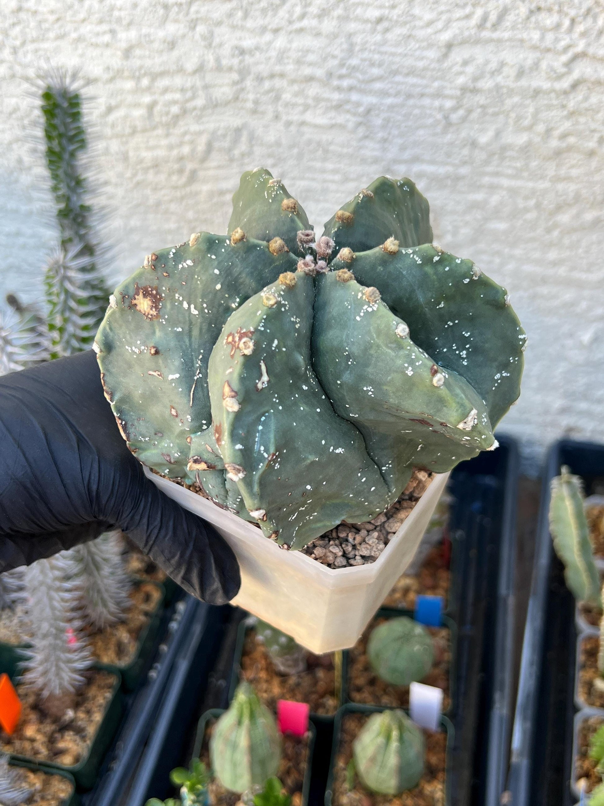 Astrophytum XL (Yellow) | Imported Cactus