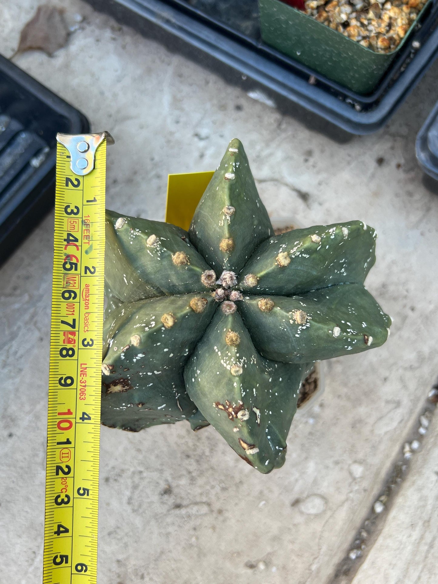 Astrophytum XL (Yellow) | Imported Cactus