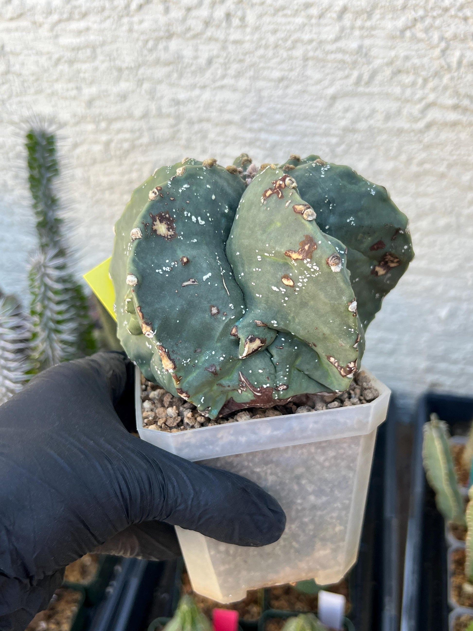 Astrophytum XL (Yellow) | Imported Cactus
