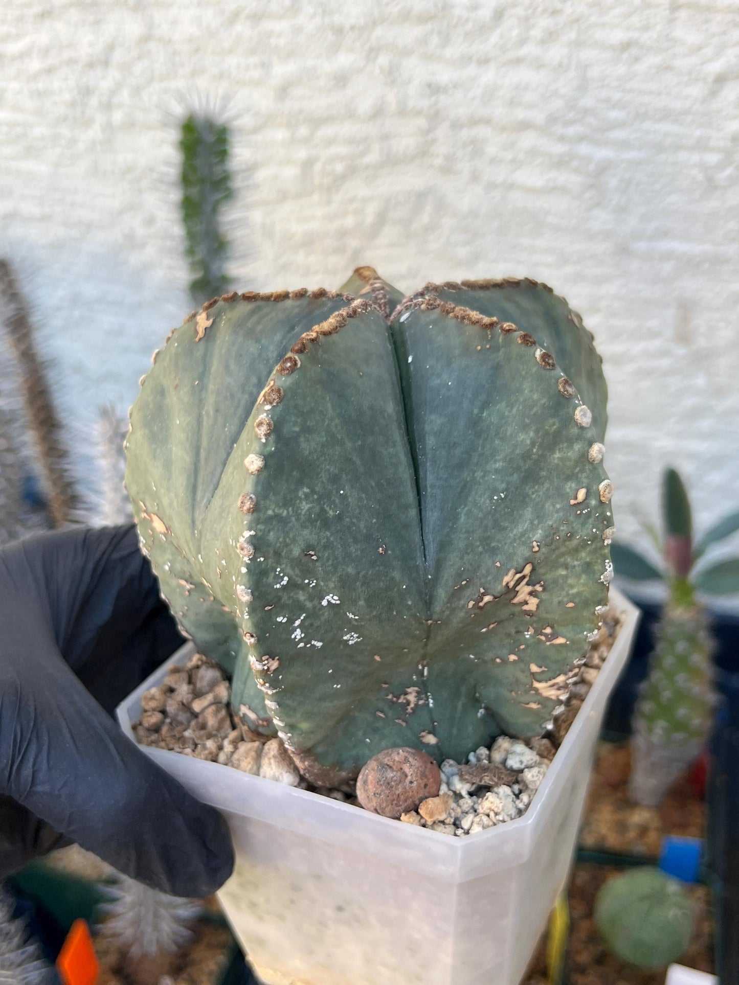 Astrophytum XL (White) | Imported Cactus