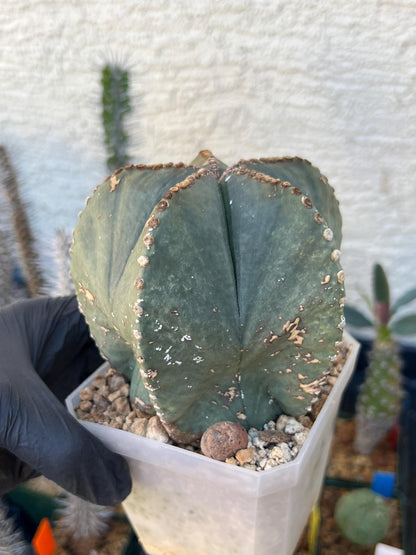 Astrophytum XL (White) | Imported Cactus