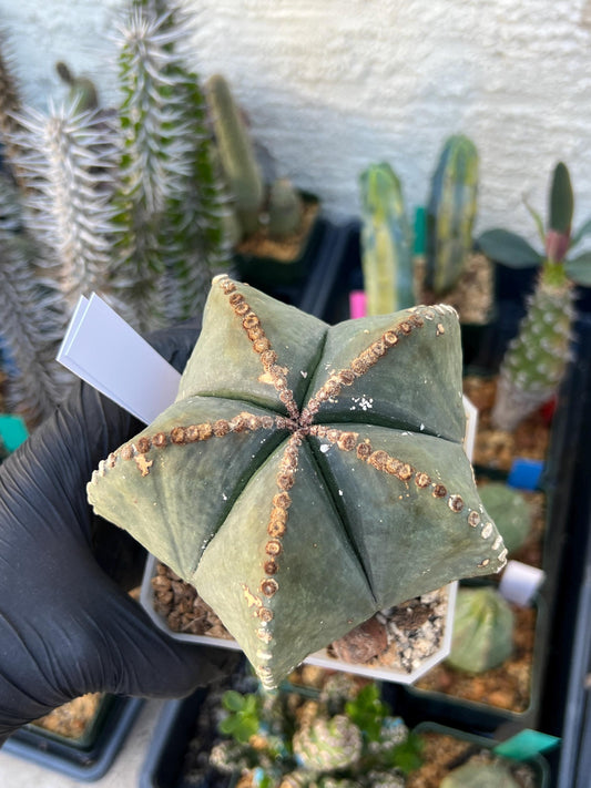 Astrophytum XL (White) | Imported Cactus
