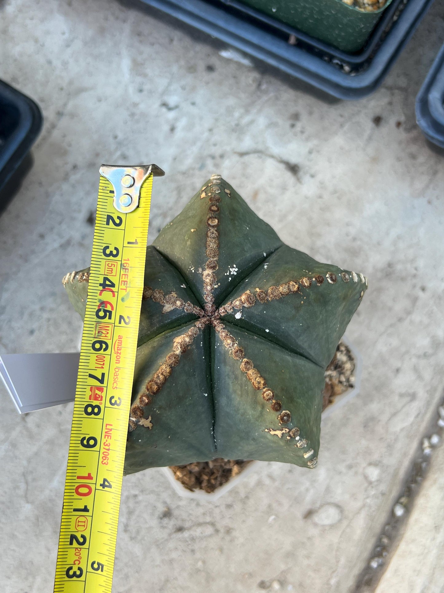 Astrophytum XL (White) | Imported Cactus
