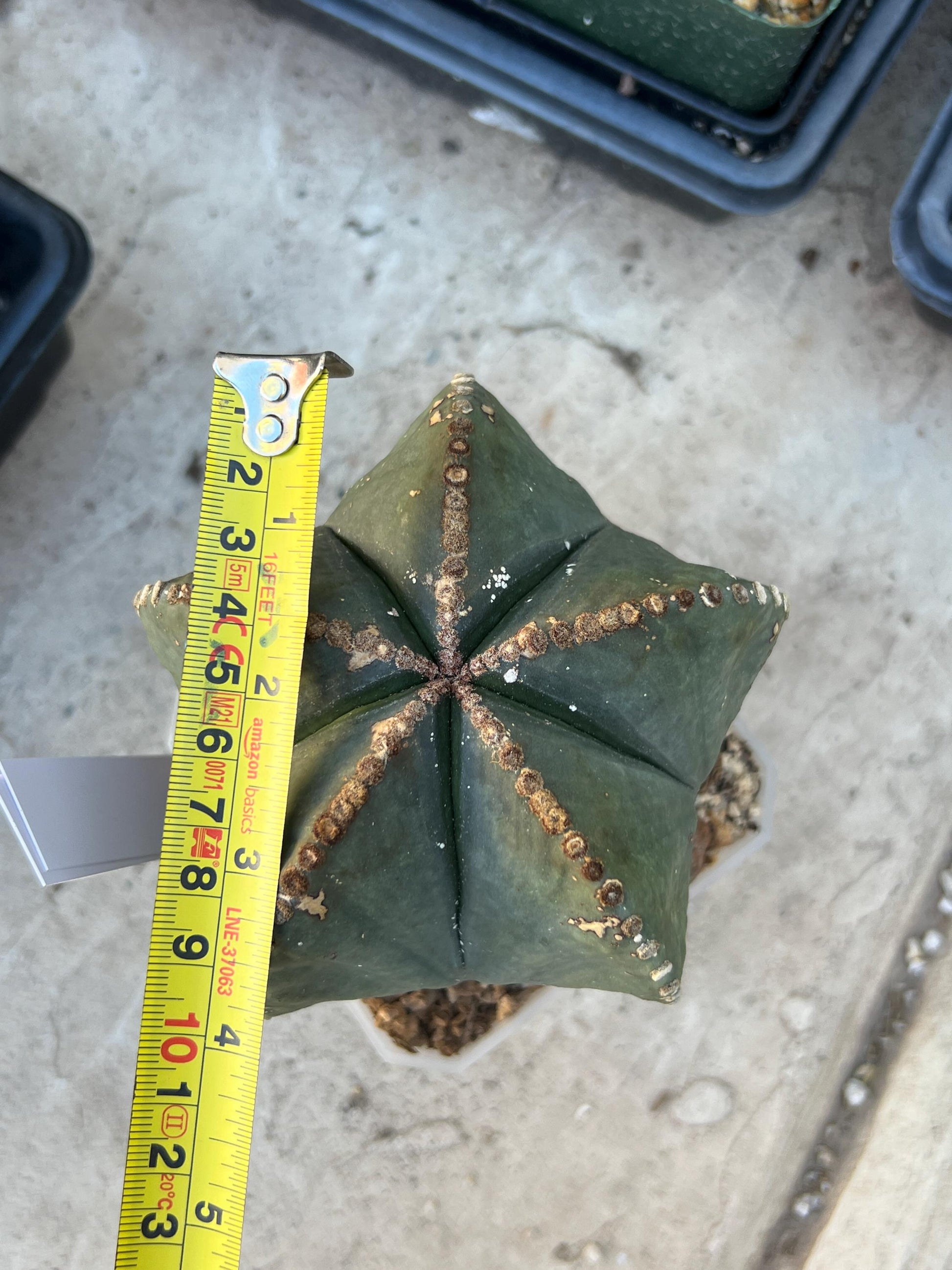 Astrophytum XL (White) | Imported Cactus