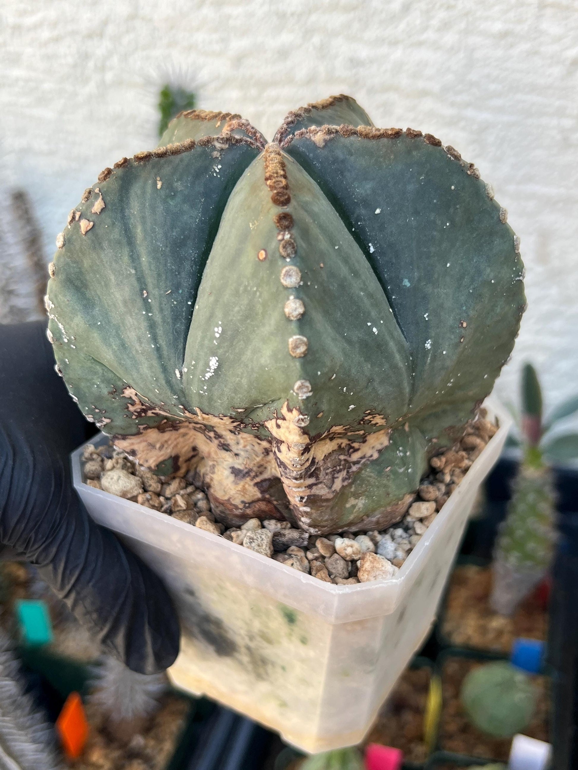 Astrophytum XL (White) | Imported Cactus