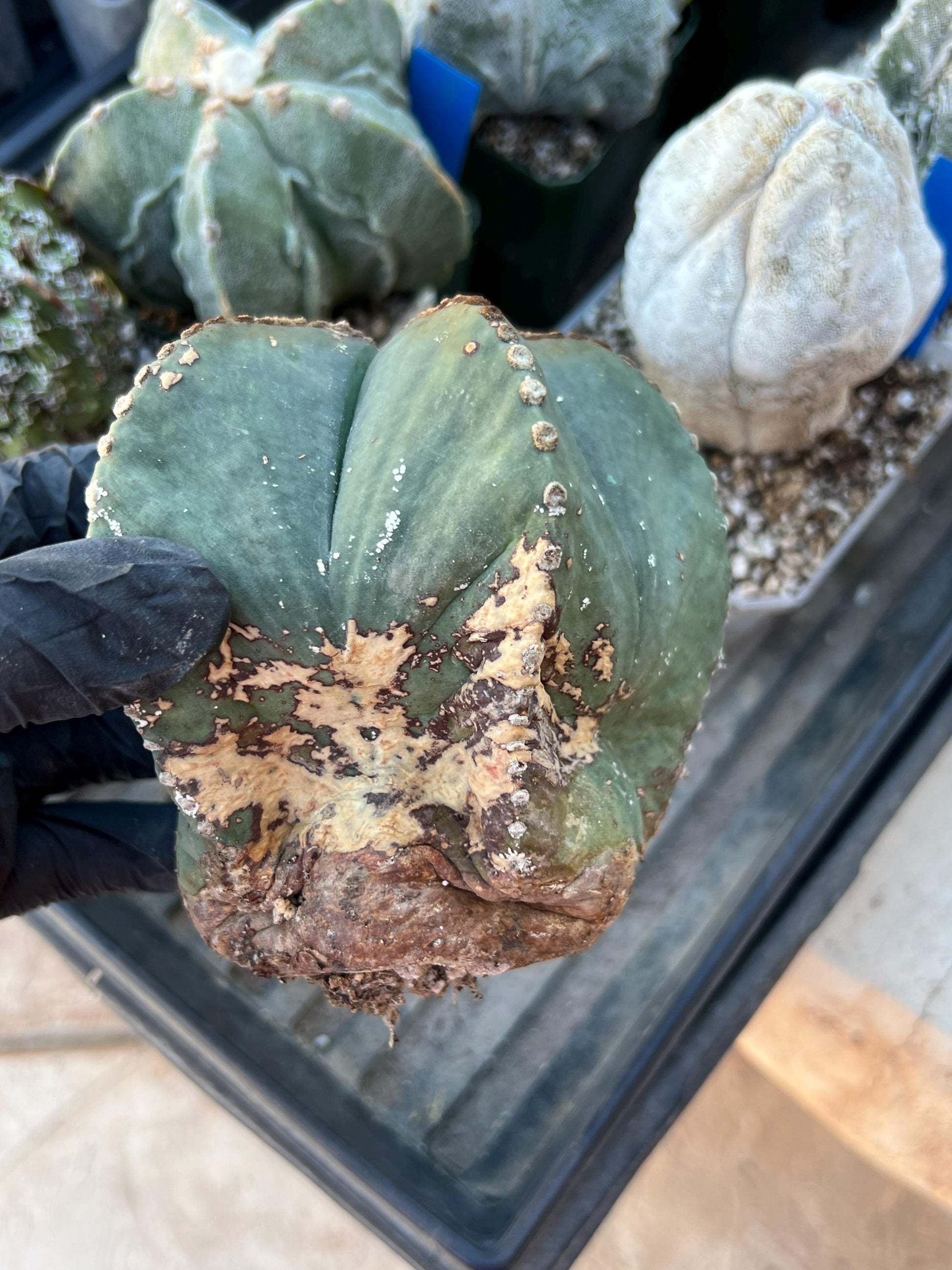 Astrophytum XL (White) | Imported Cactus