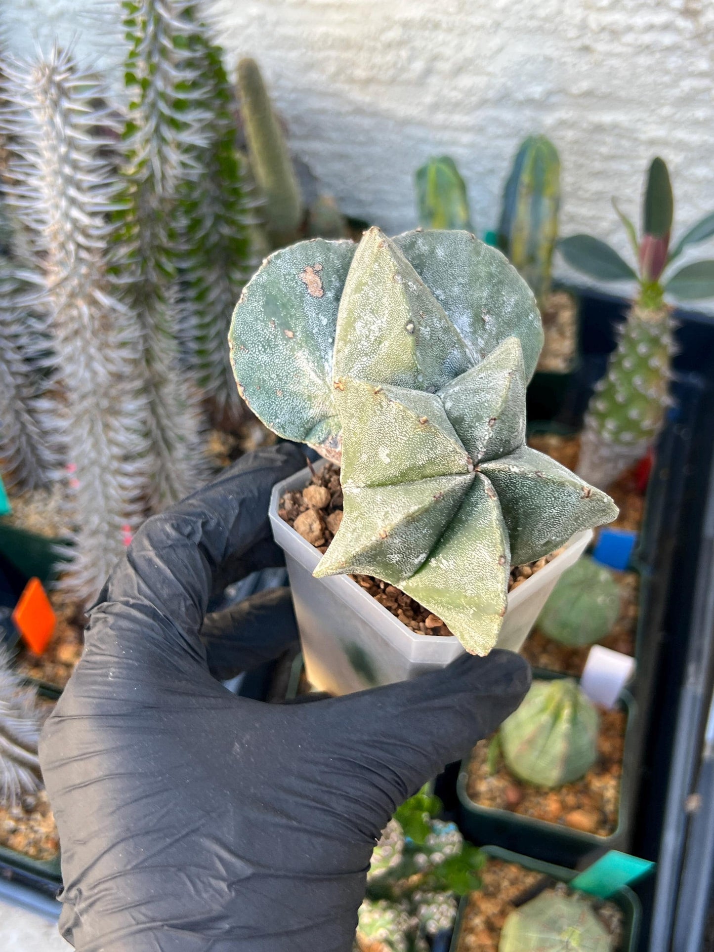 Imported Cactus Cluster | Imported Cactus