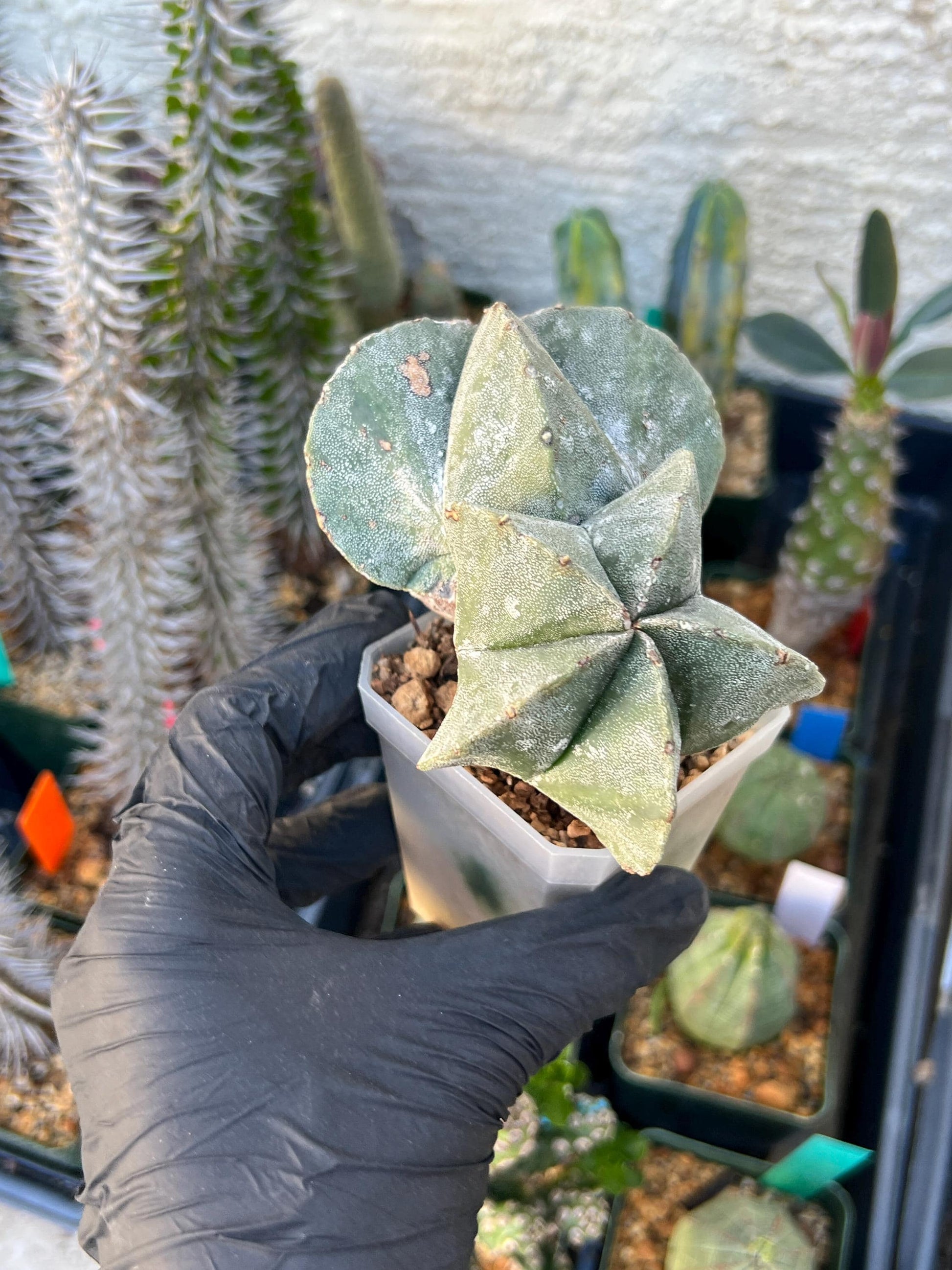 Imported Cactus Cluster | Imported Cactus