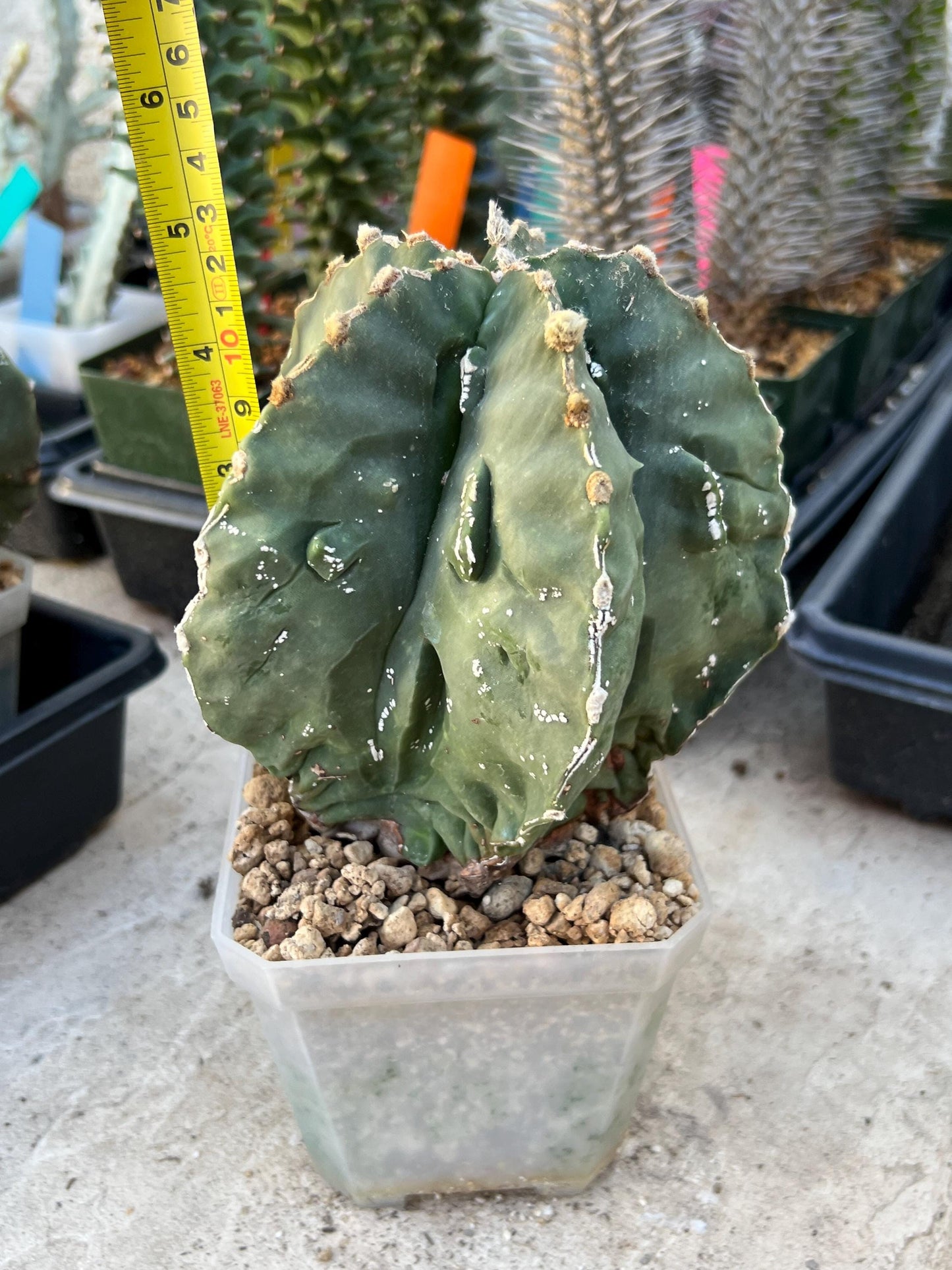 Astrophytum XL (Pink) | Imported Cactus