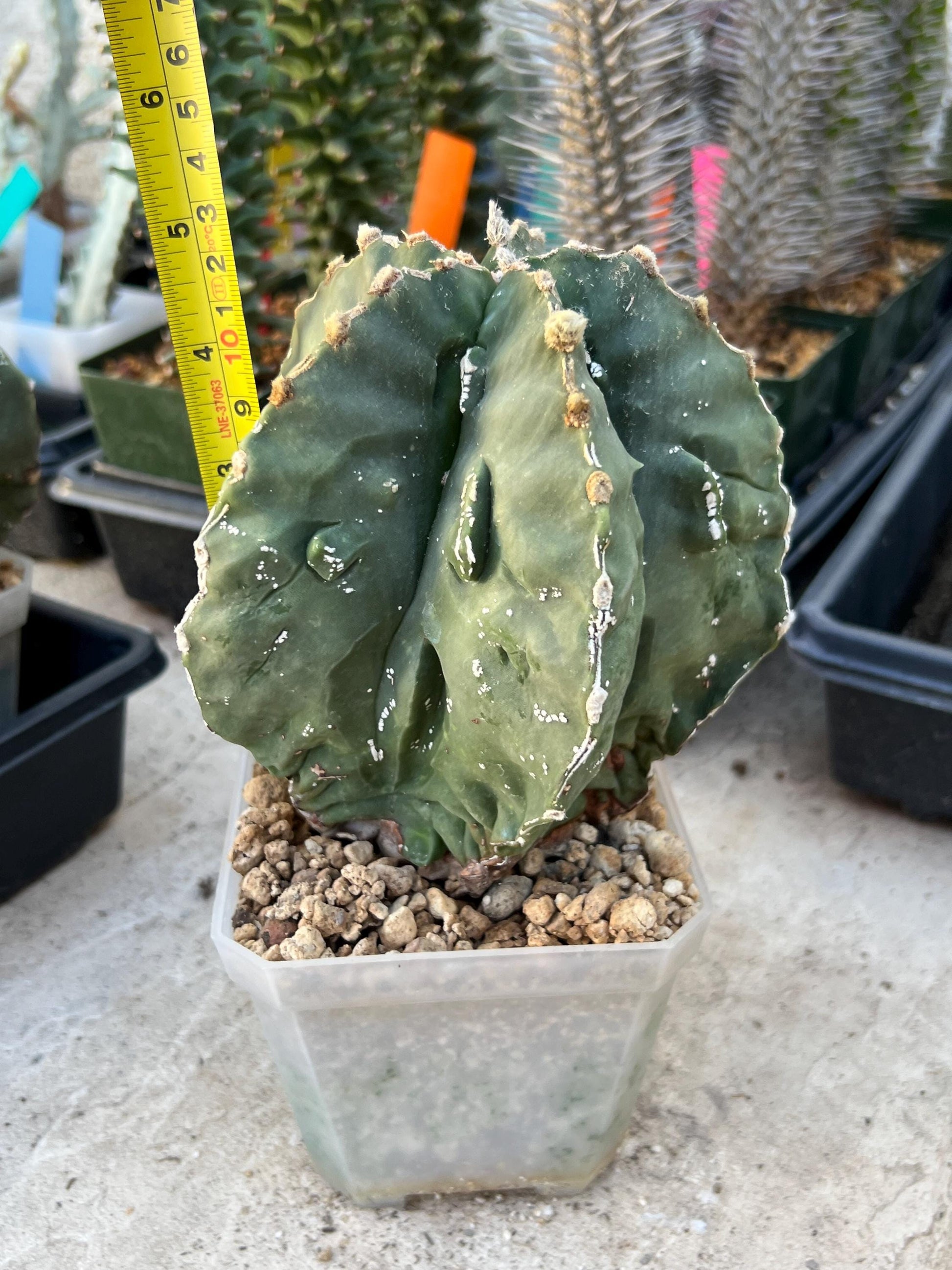 Astrophytum XL (Pink) | Imported Cactus