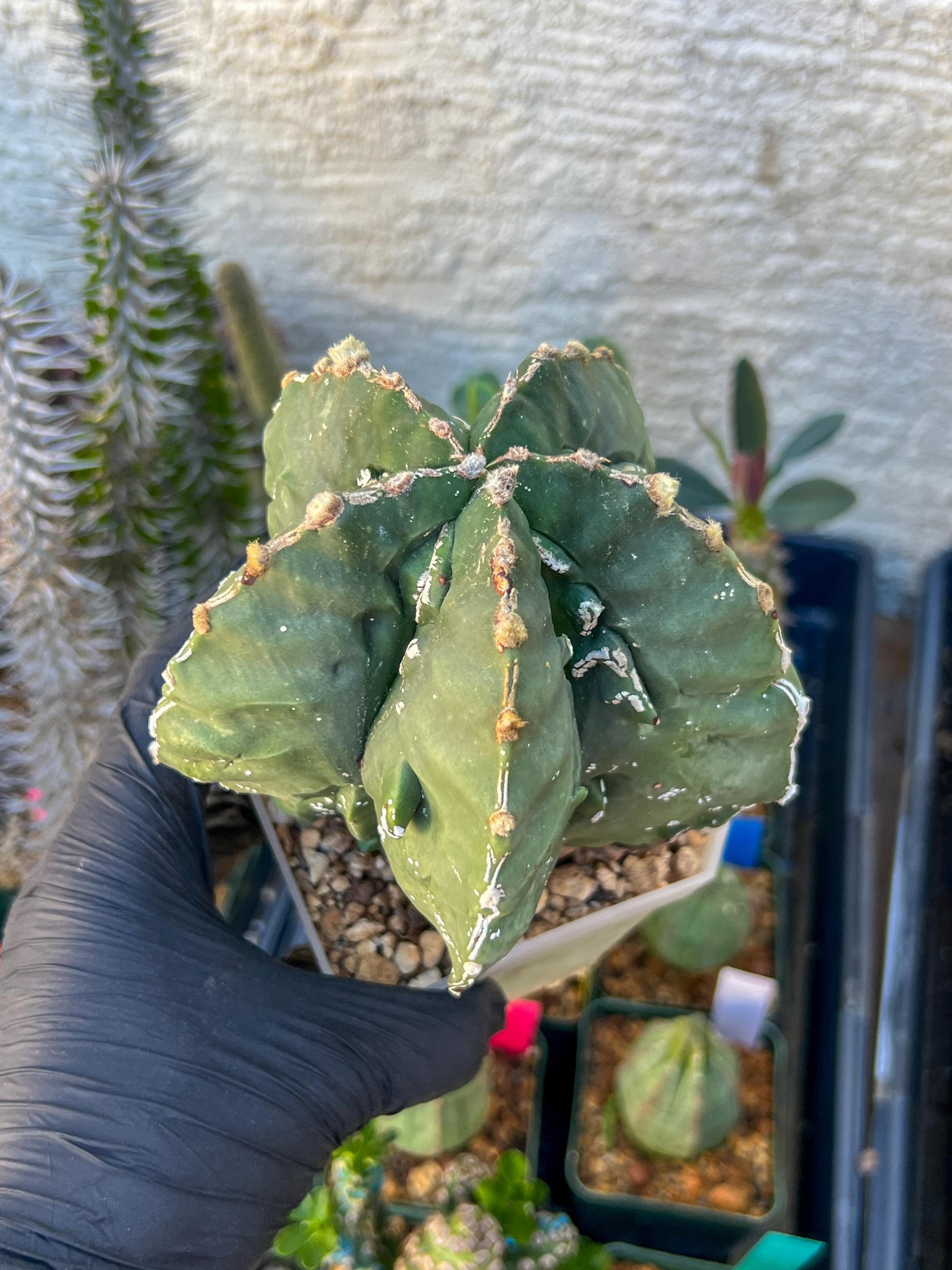 Astrophytum XL (Pink) | Imported Cactus