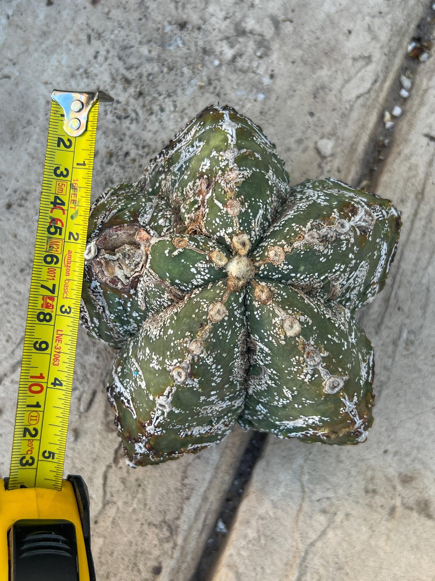 Astrophytum XL (Blue) | Imported Cactus