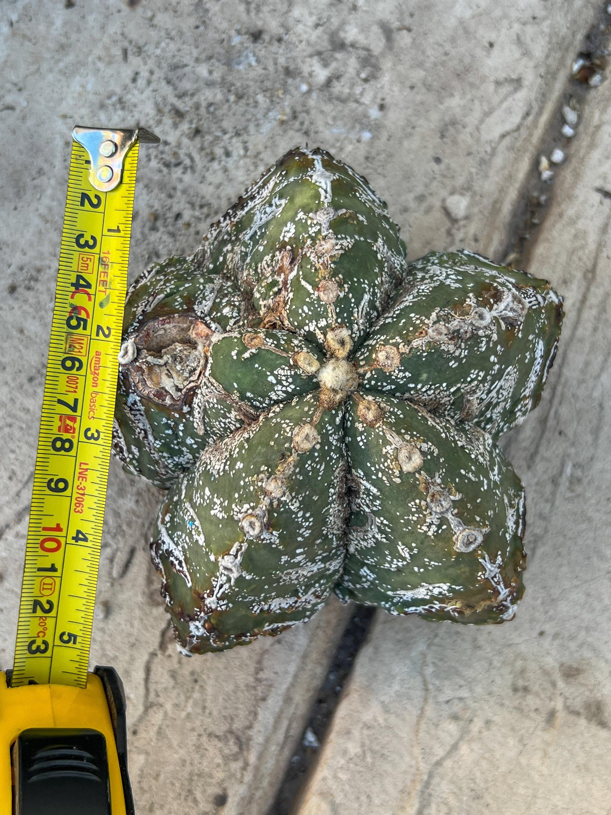 Astrophytum XL (Blue) | Imported Cactus