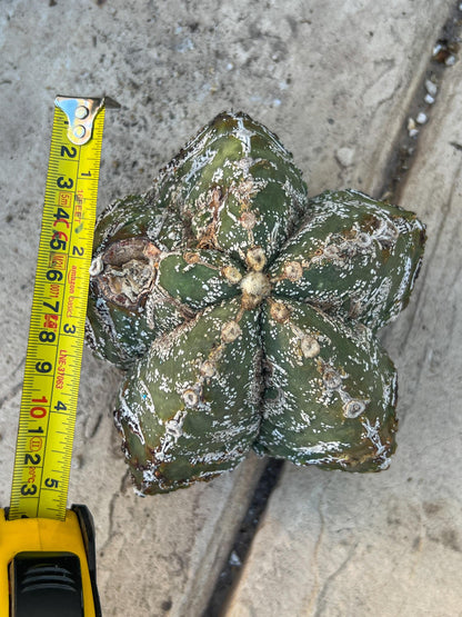 Astrophytum XL (Blue) | Imported Cactus
